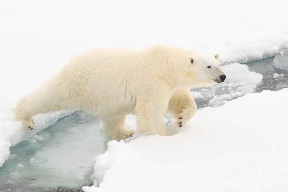 polar bear on the ice pack