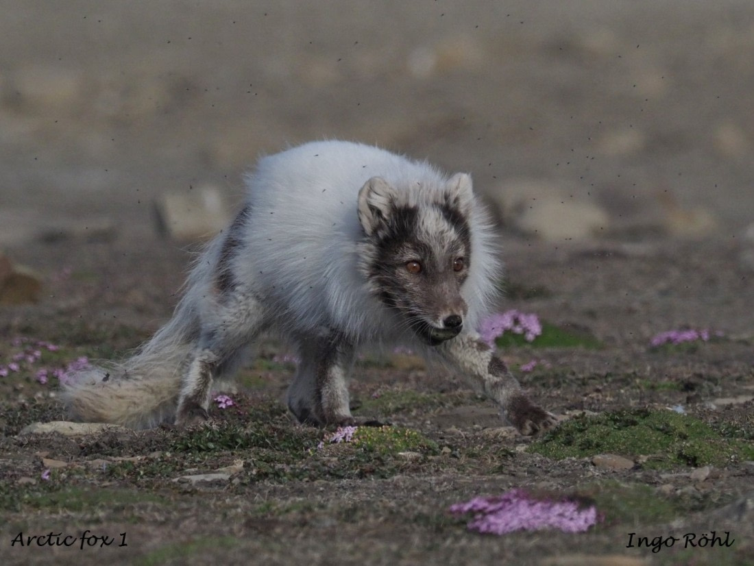 Arctic fox 1
