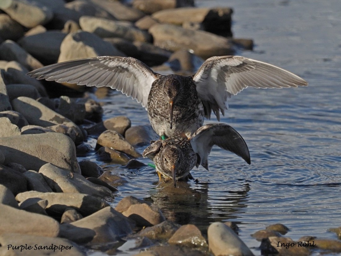 Purple Sandpiper