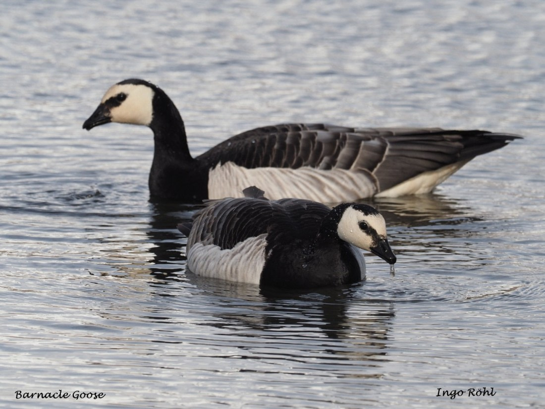 Barnacle Goose