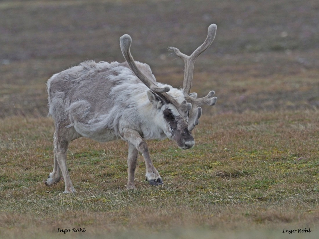 Reindeer