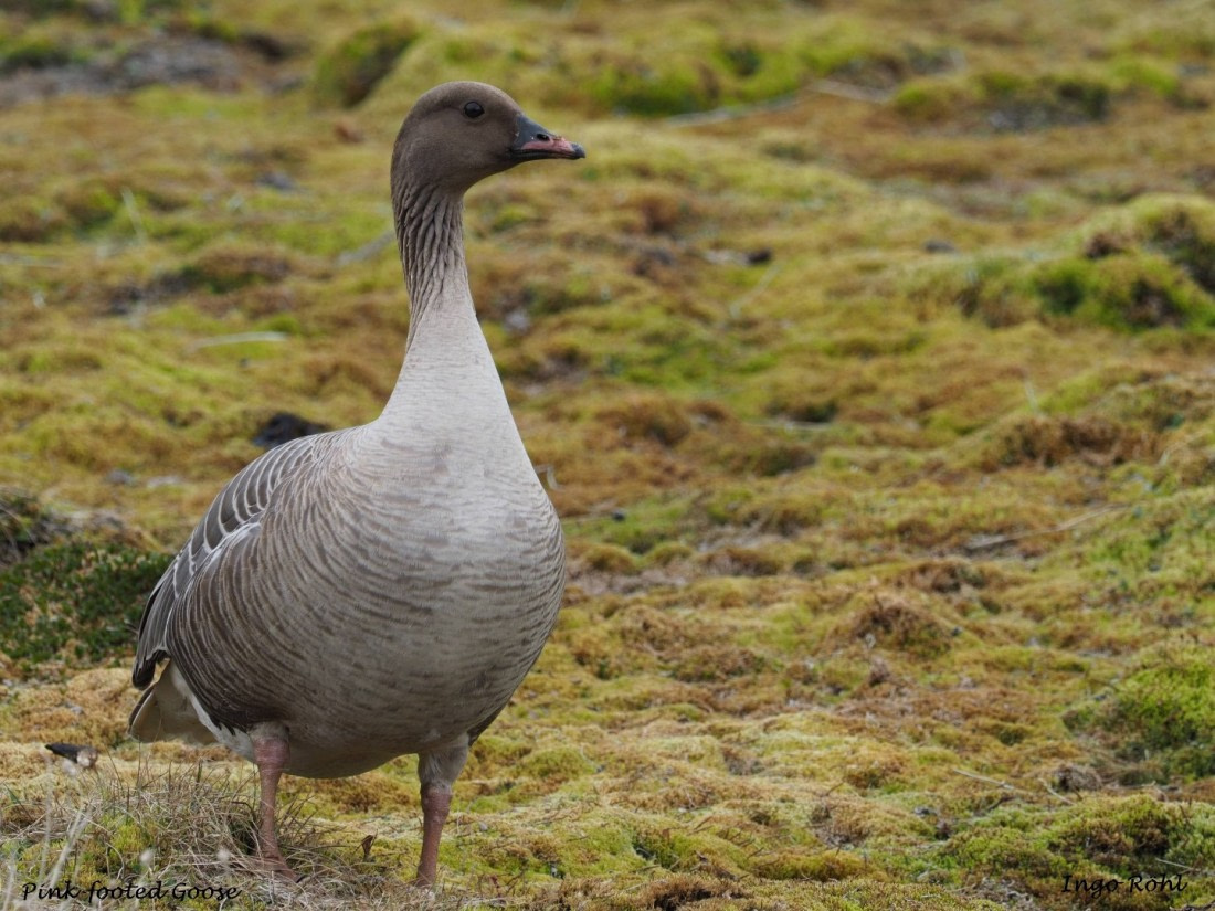 Pink - footed Goose
