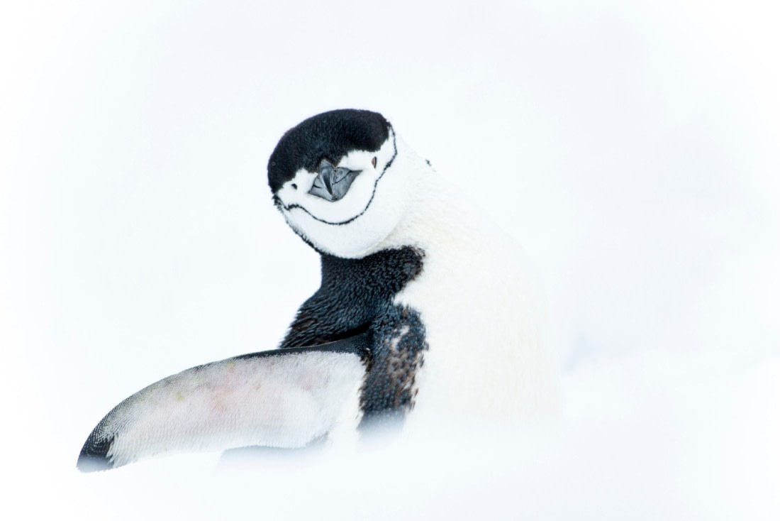 Snow white Chinstrap penguin