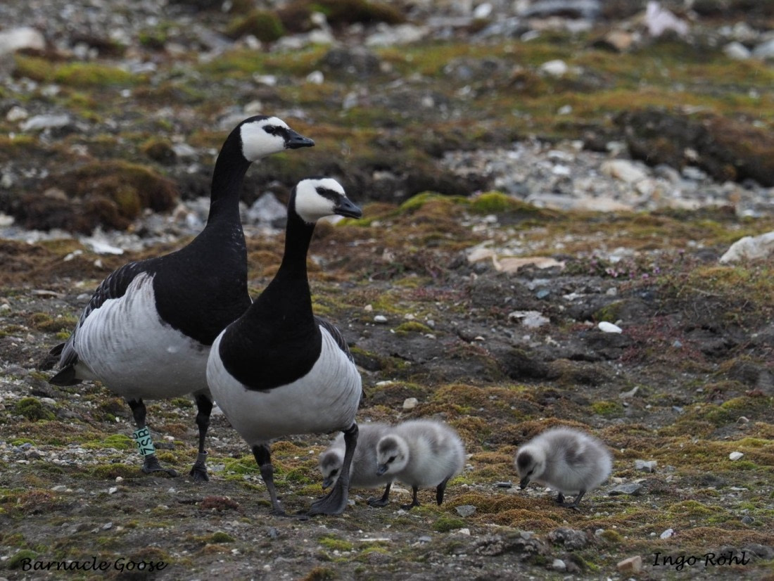 Barnacle Goose 1
