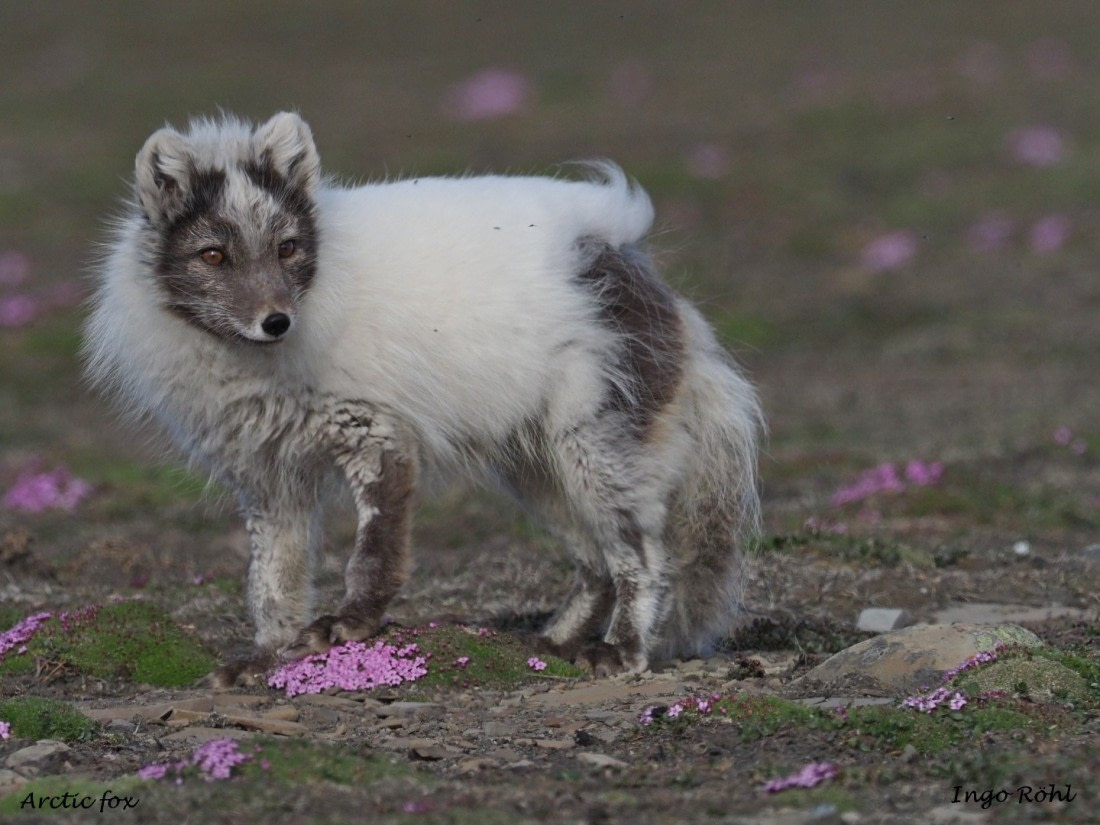 Arctic fox