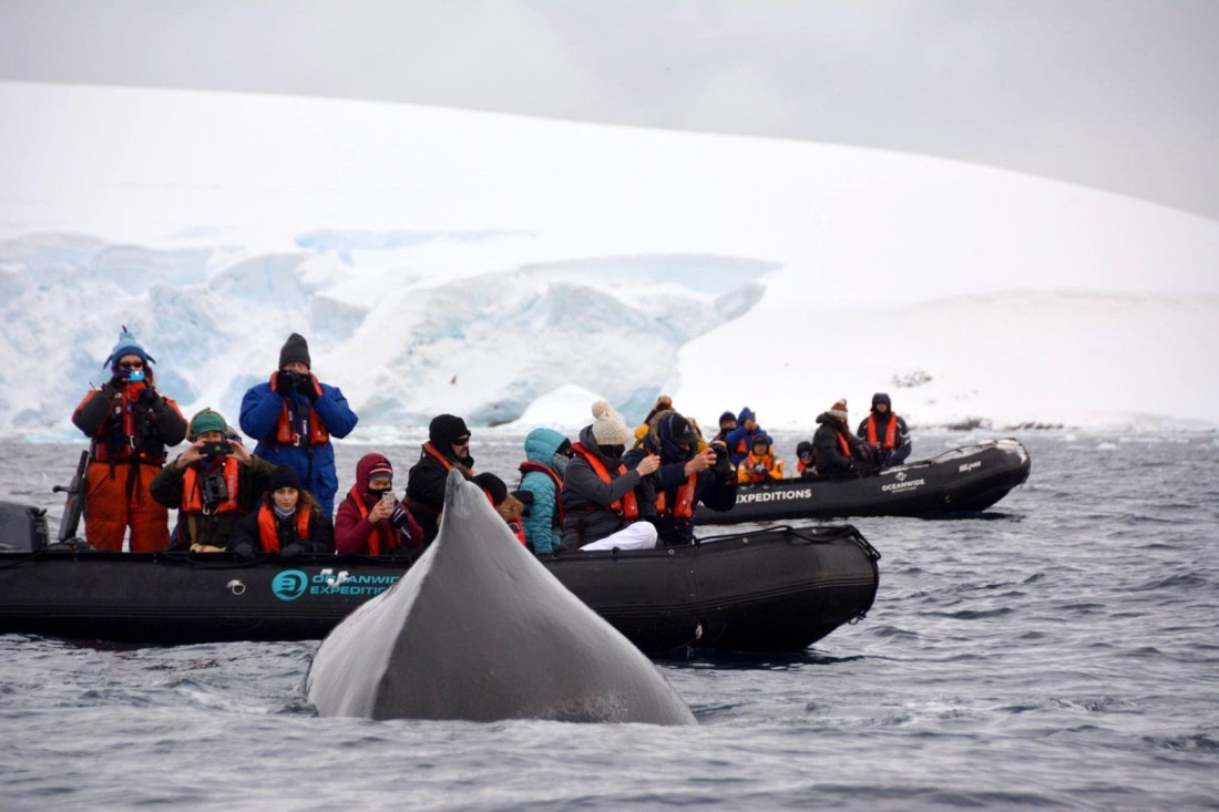 Whale Encounter