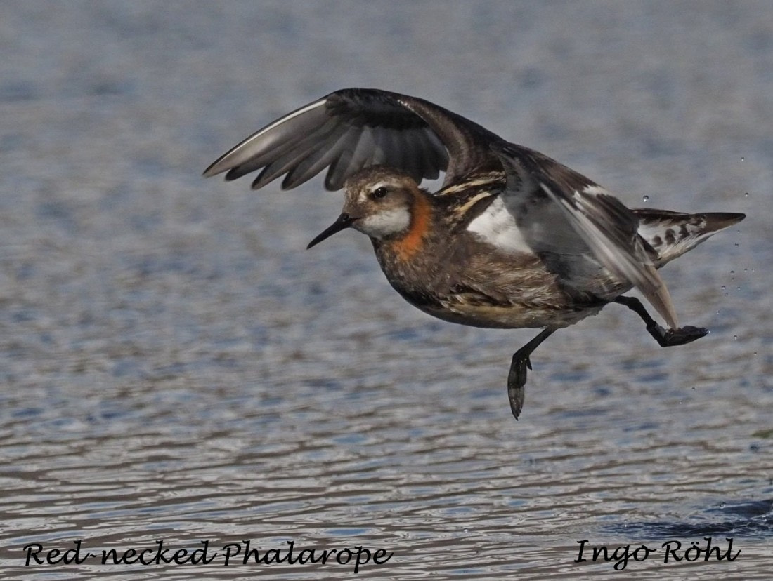 Red-necked Phalarope 3