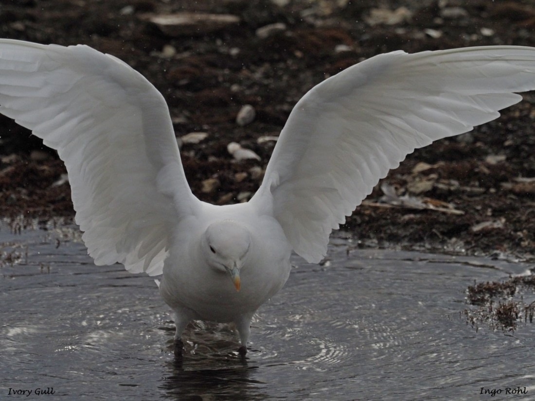 Ivory Gull 2