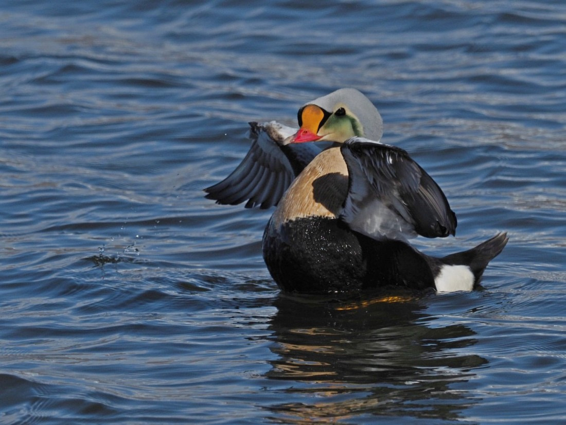 King Eider