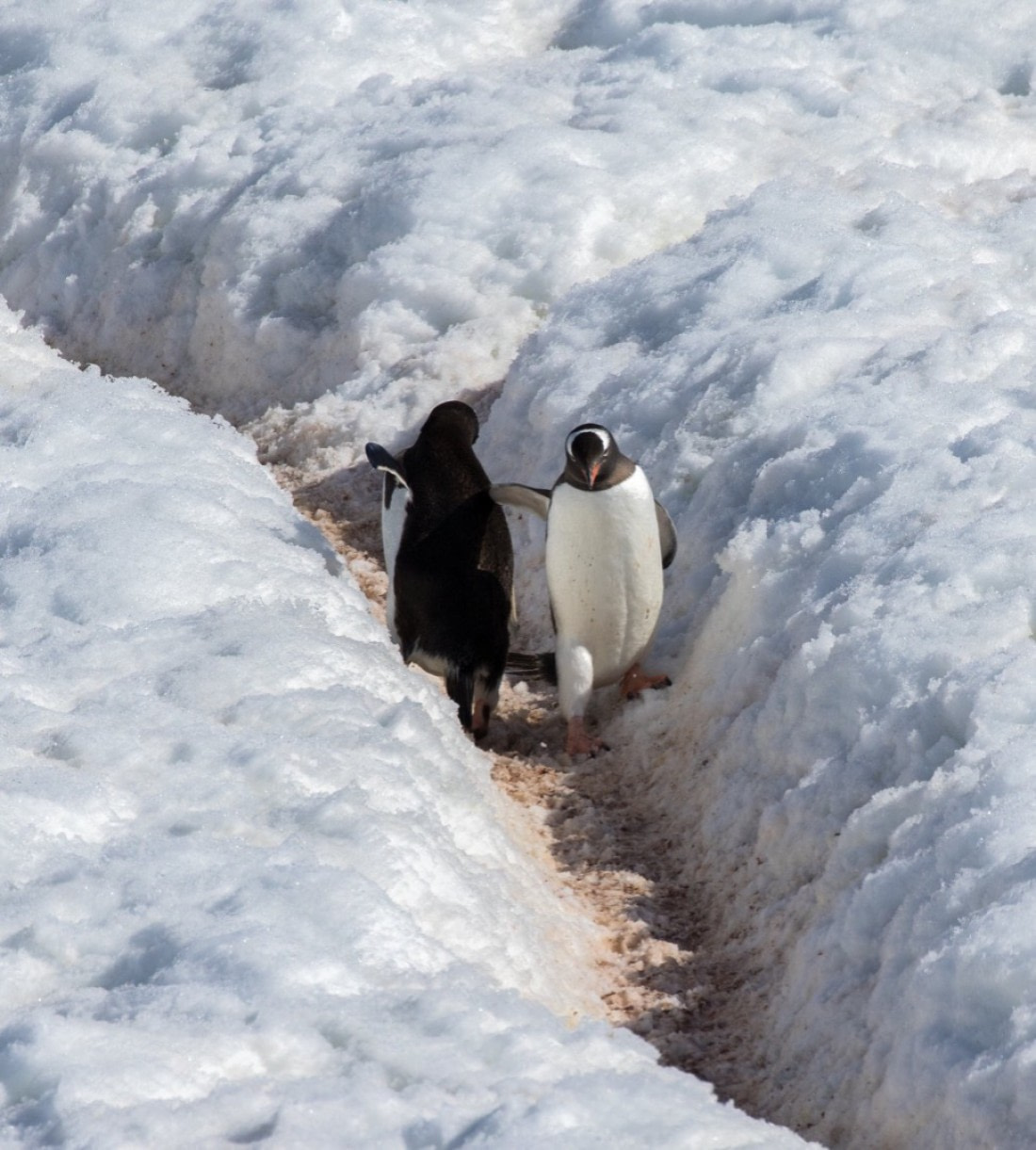 Life is not all about winning , sometimes we need to help each other to reach each other goal