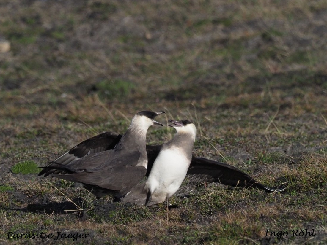 Parasitic Jaeger | Arctic Skua