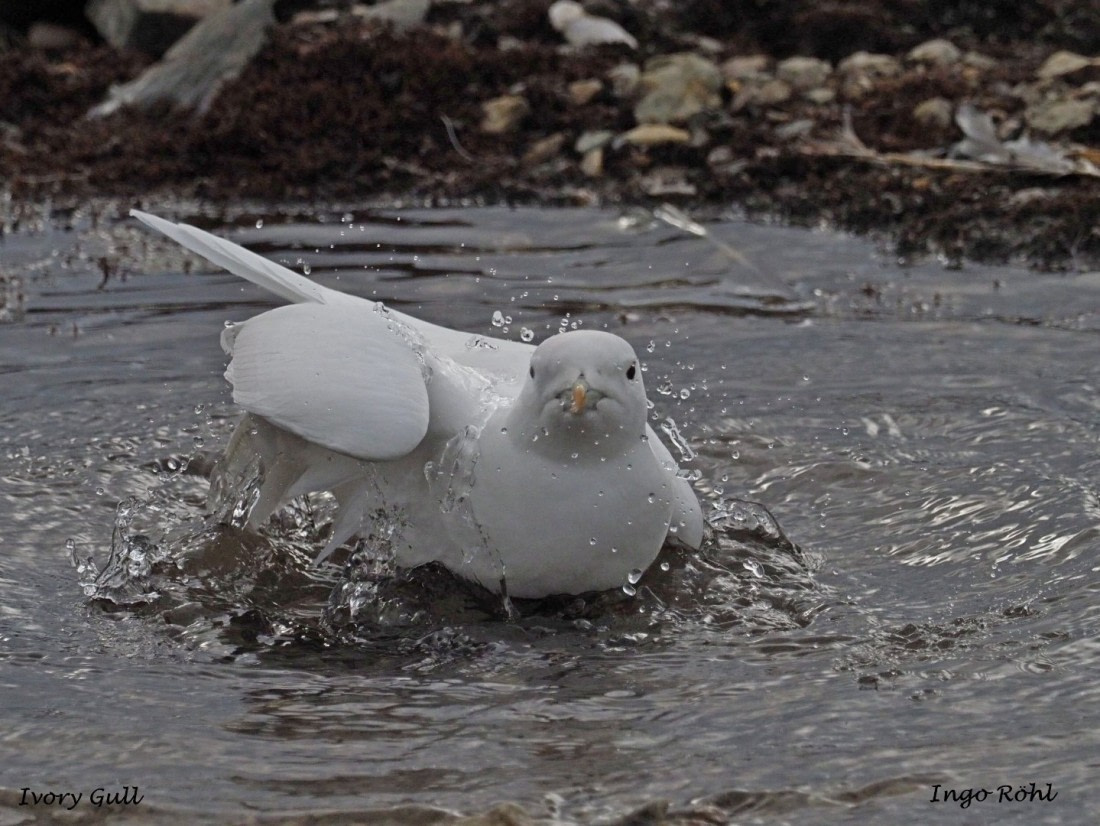 Ivory Gull 1