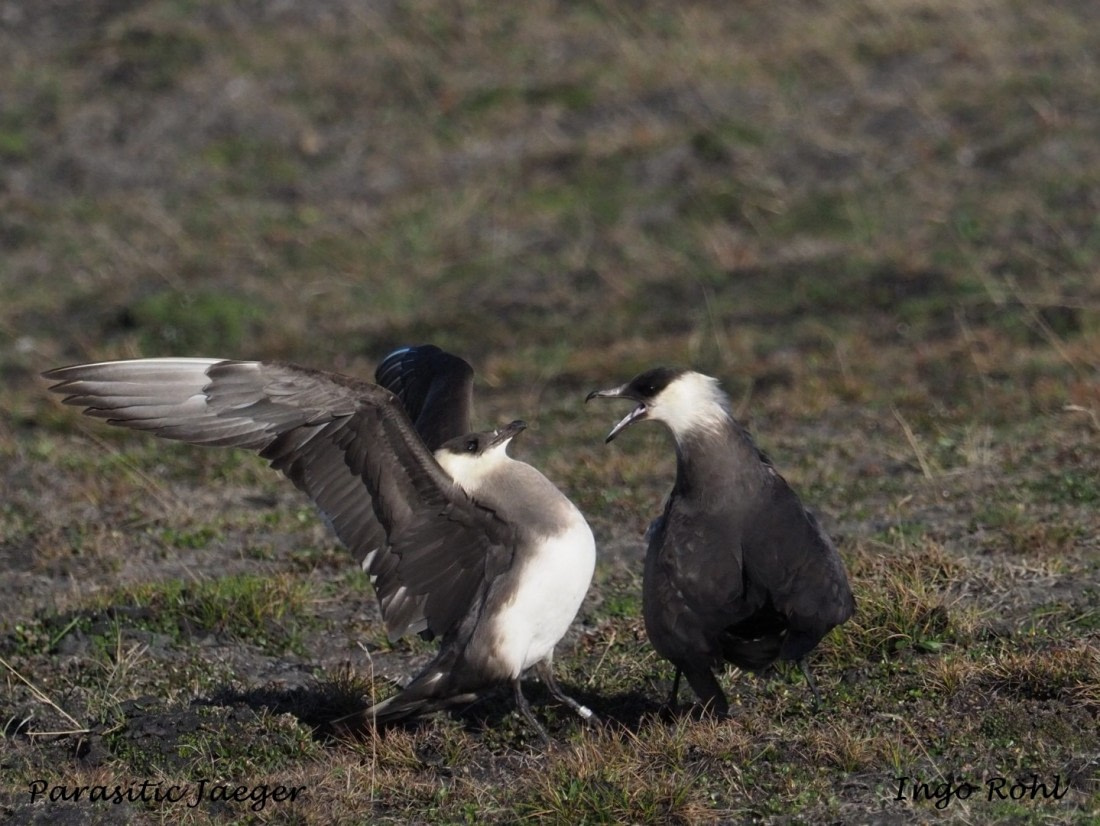 Parasitic Jaeger | Arctic Skua