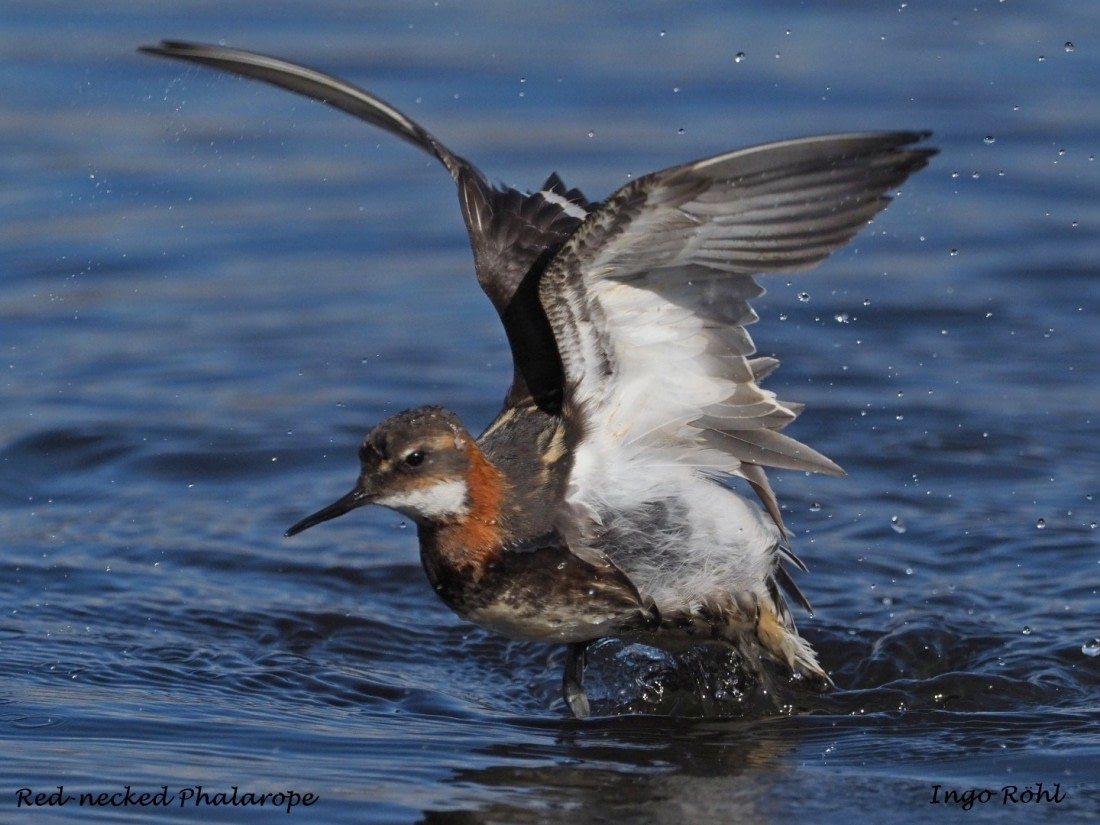 Red-necked Phalarope 7