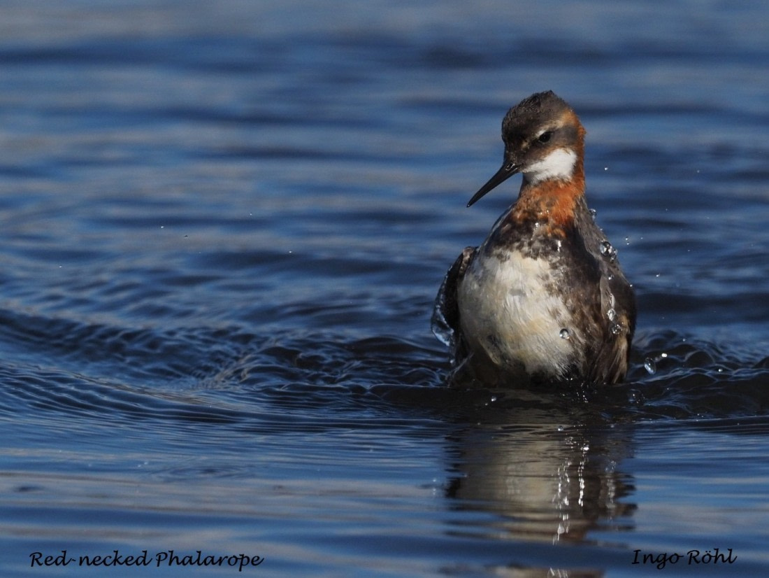 Red-necked Phalarope 6