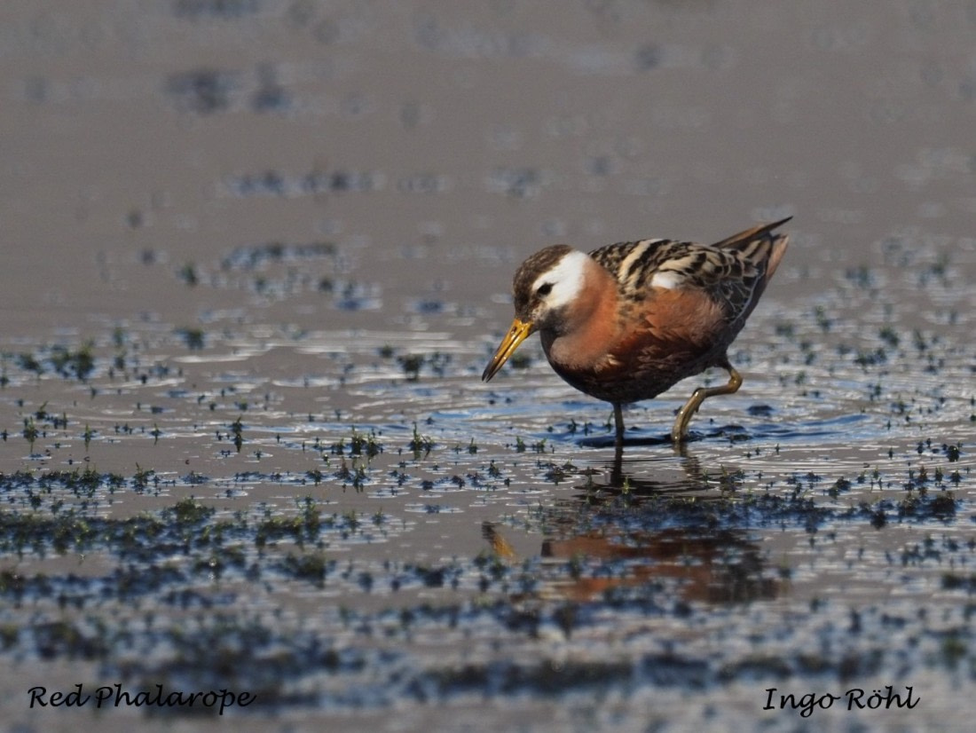 Red Phalarope