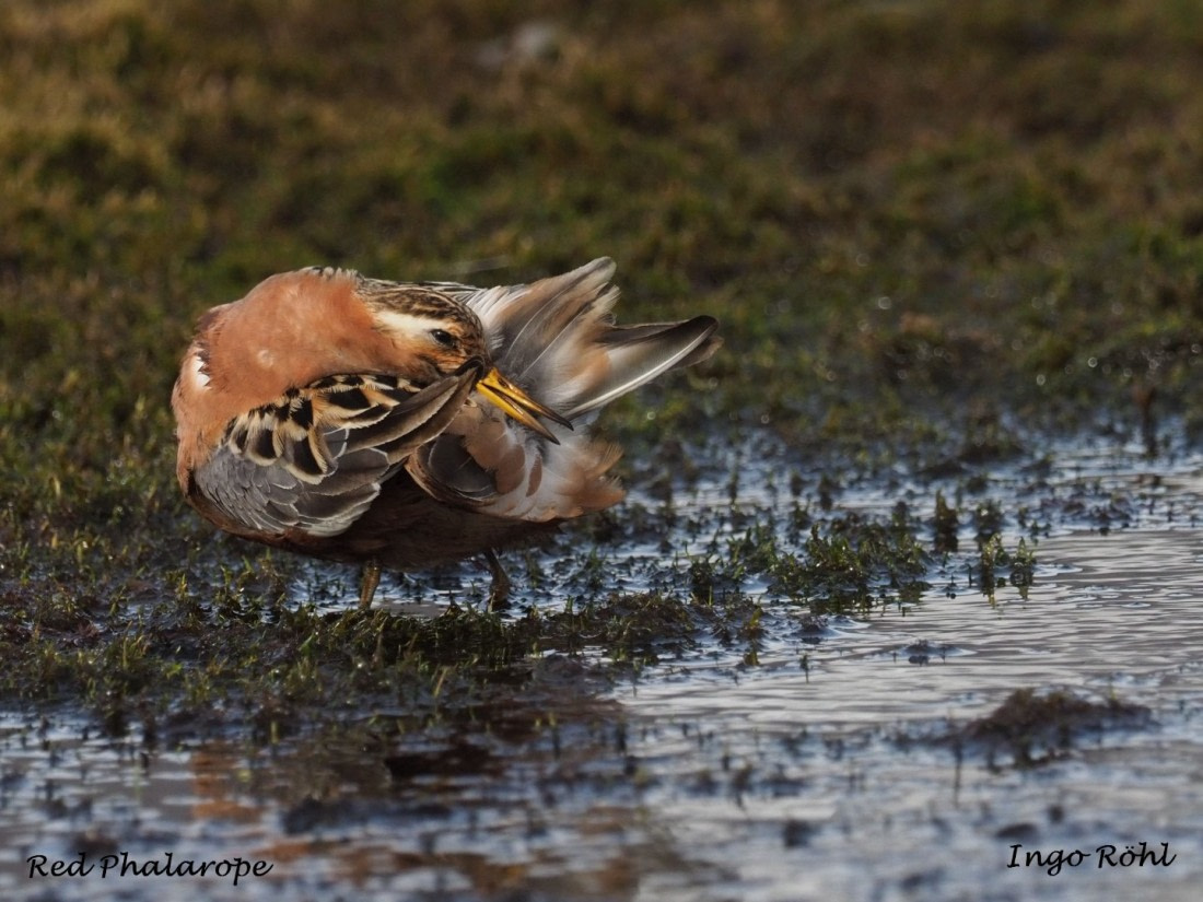 Red Phalarope 4