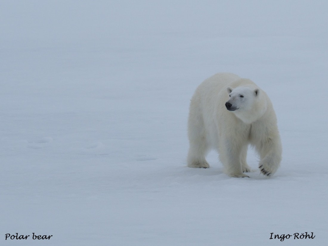 Polar bear 5