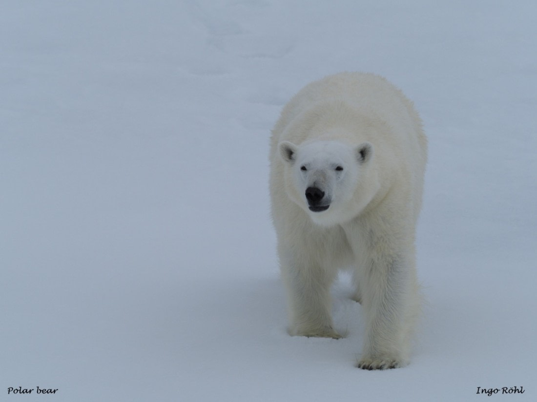 Polar bear 10