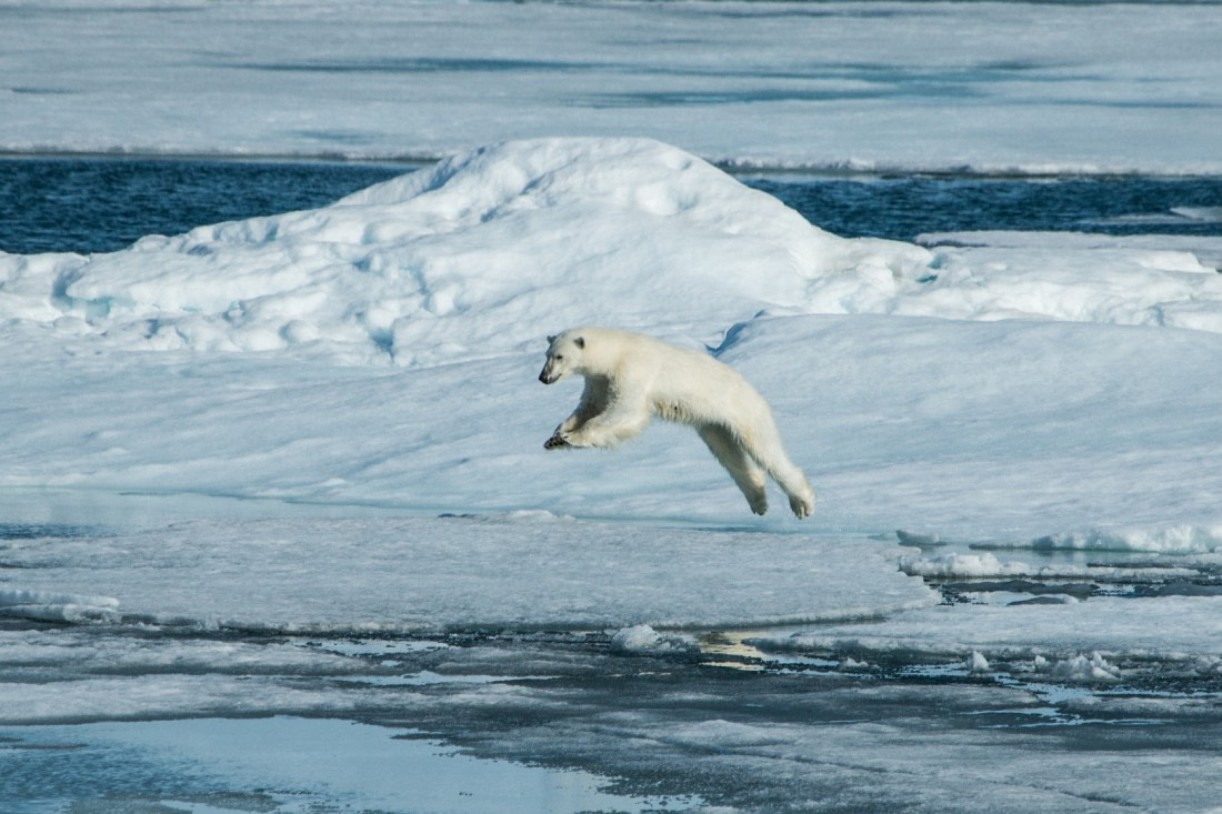 Polar bear