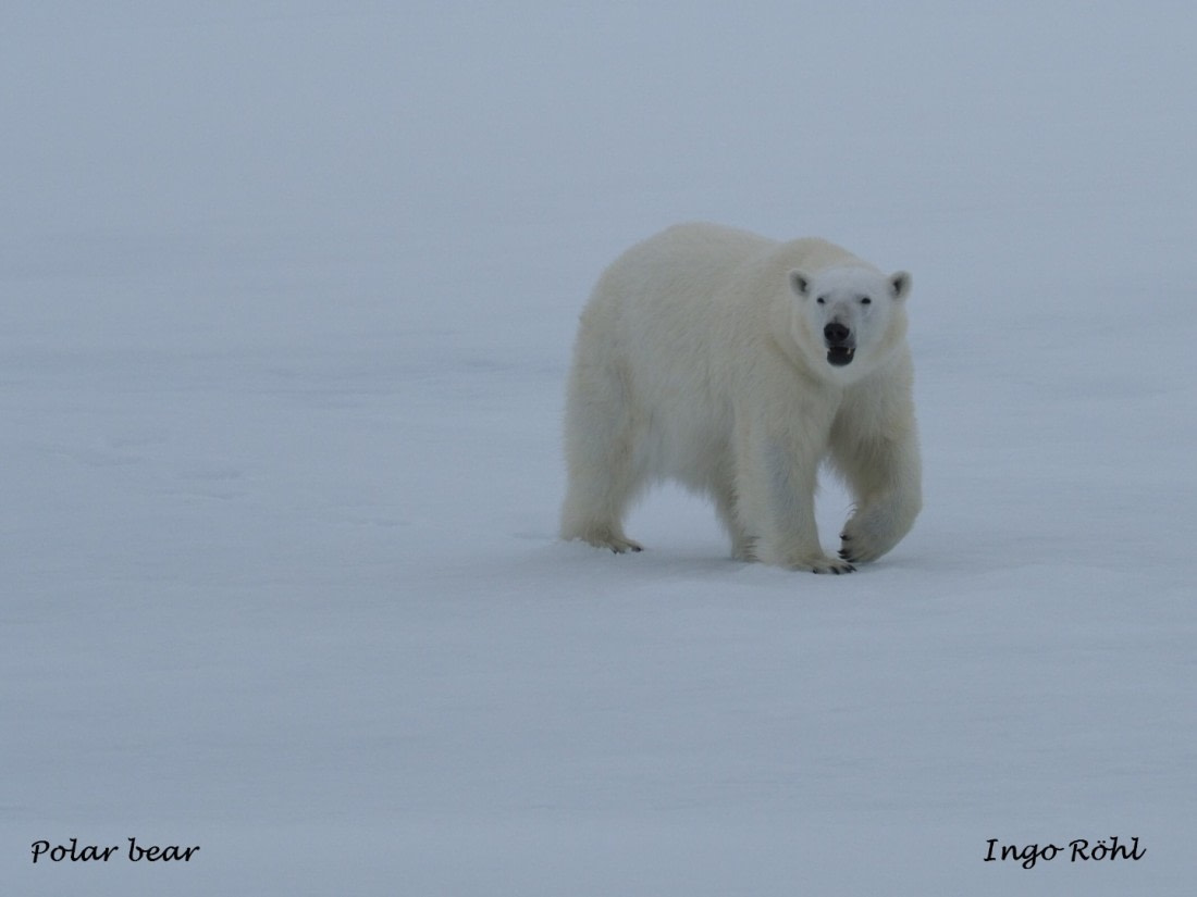 Polar bear 3