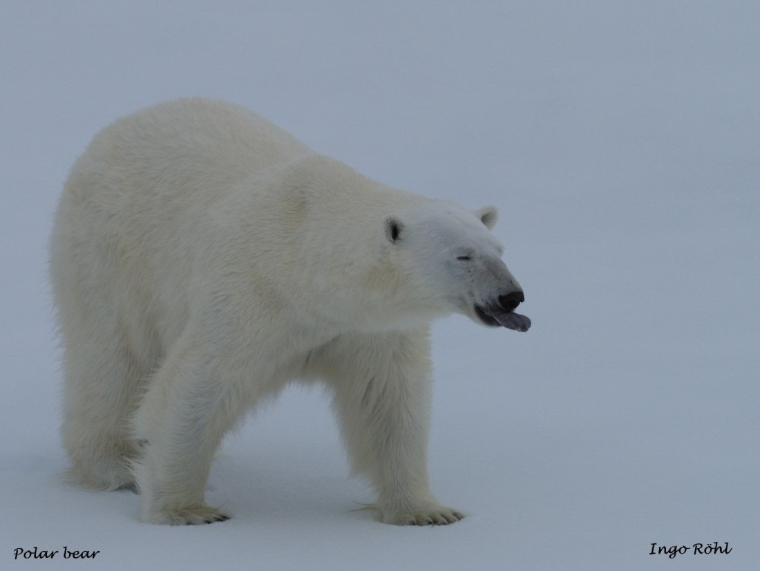 Polar bear 12