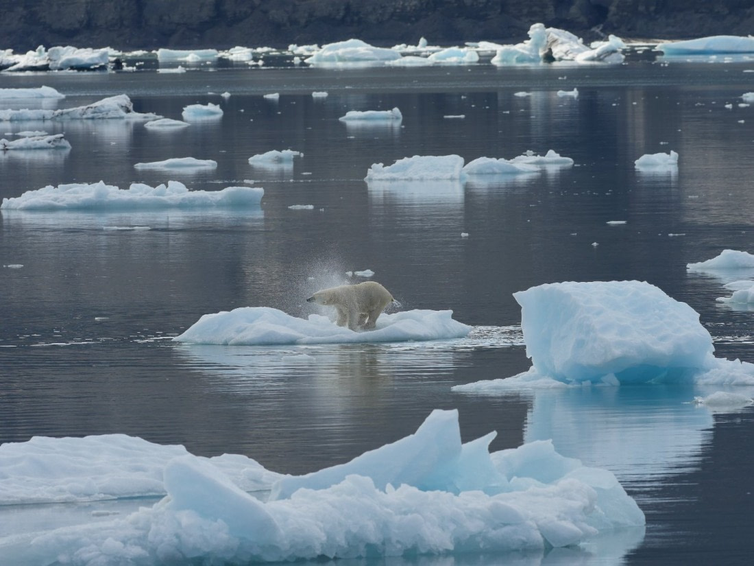 polar bear