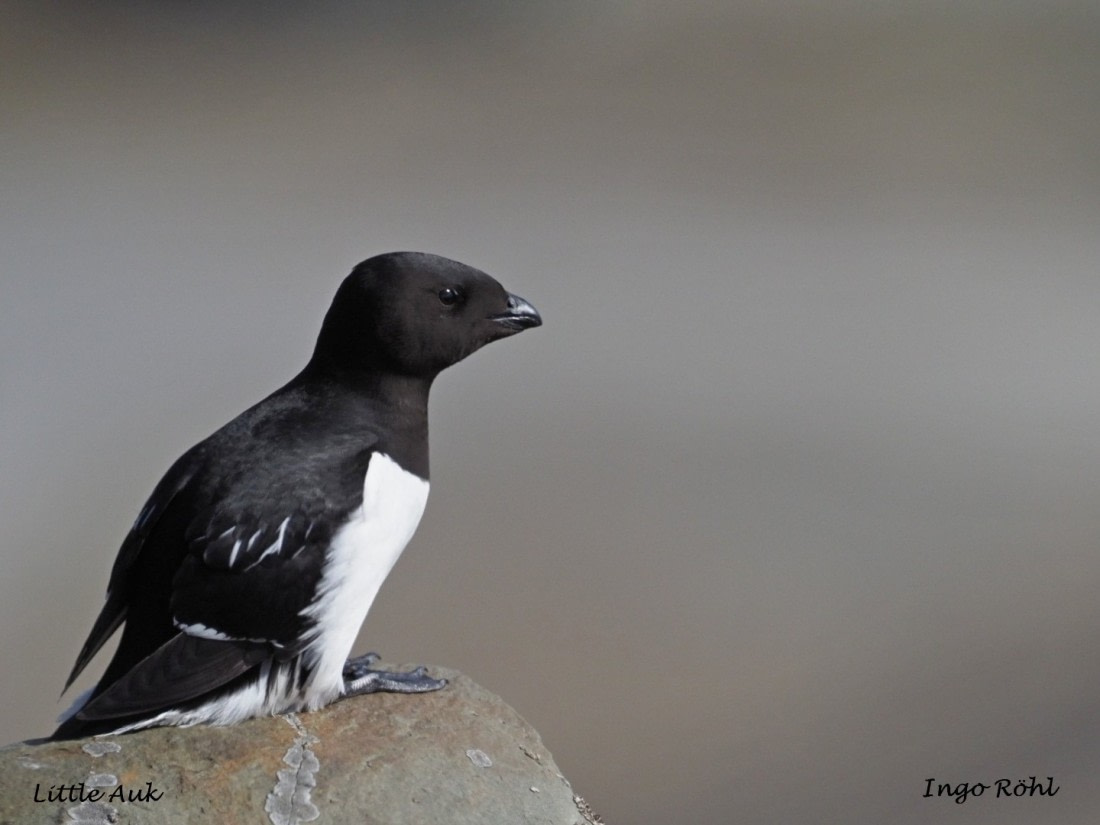Little Auk