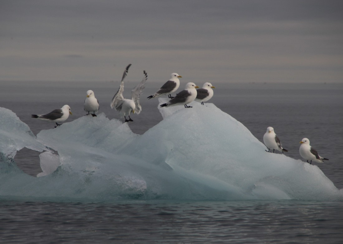 Ice Birds