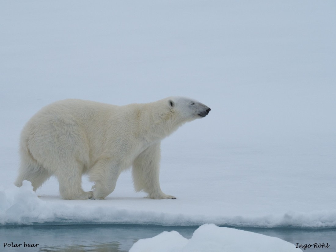 Polar bear 8