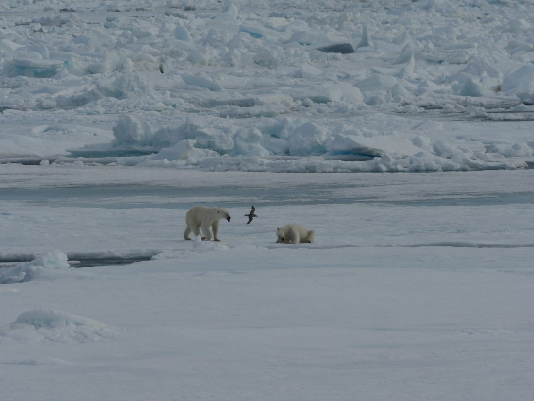 polar bear