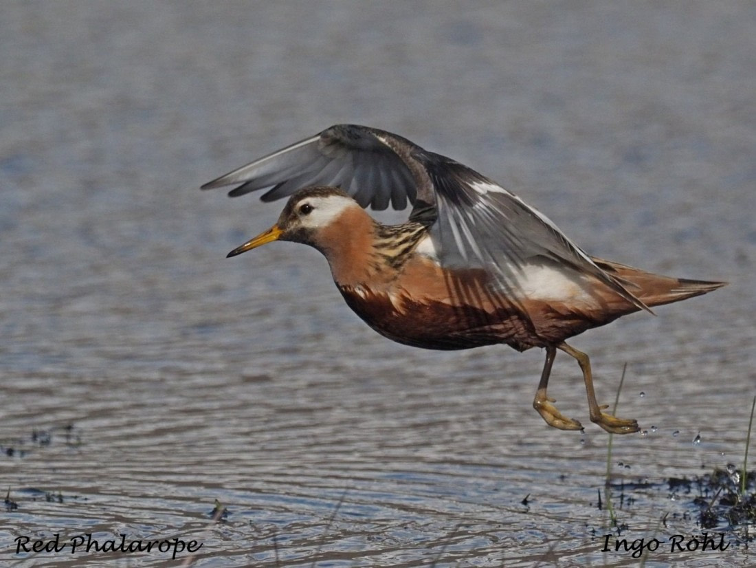 Red Phalarope 2