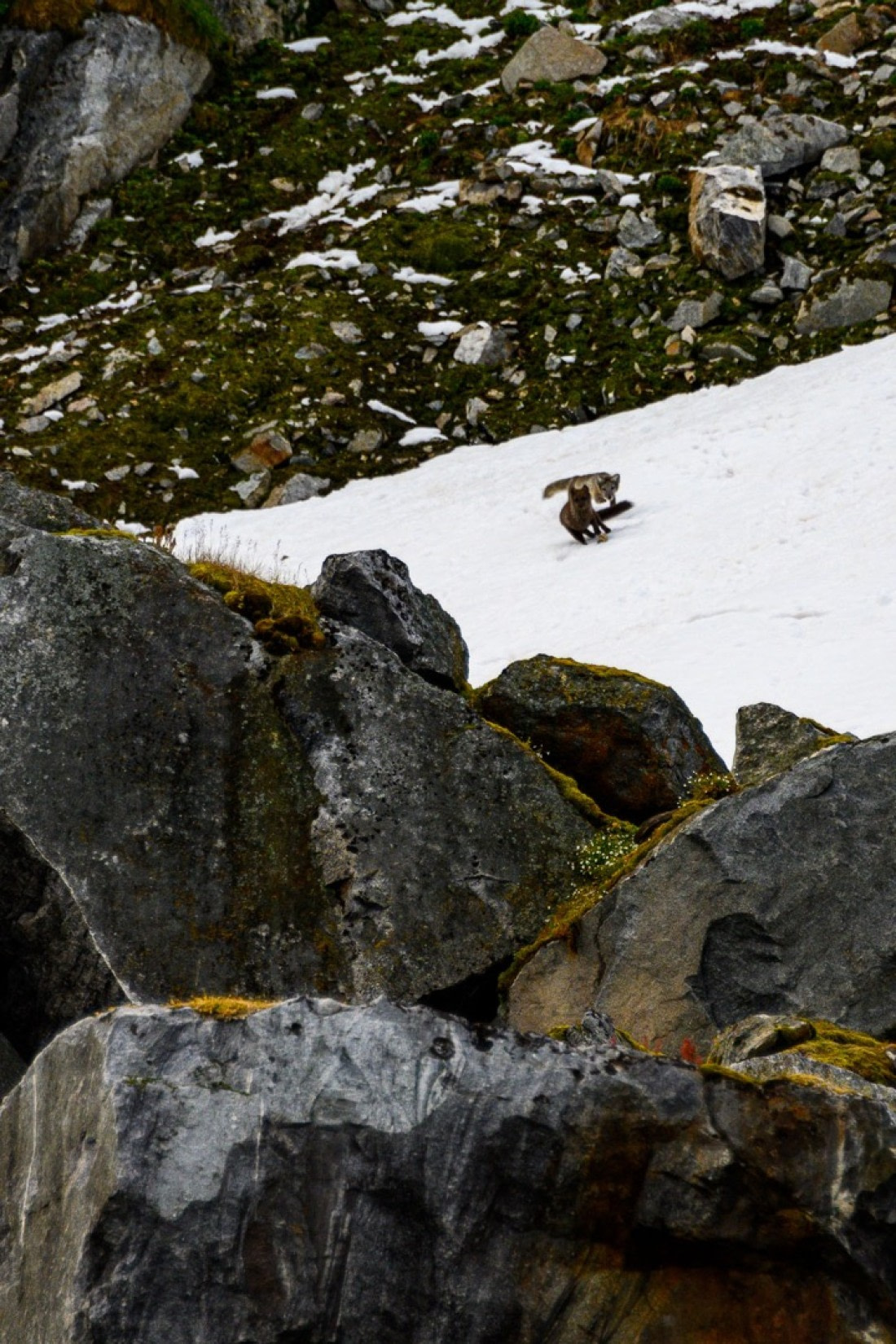 arctic foxes