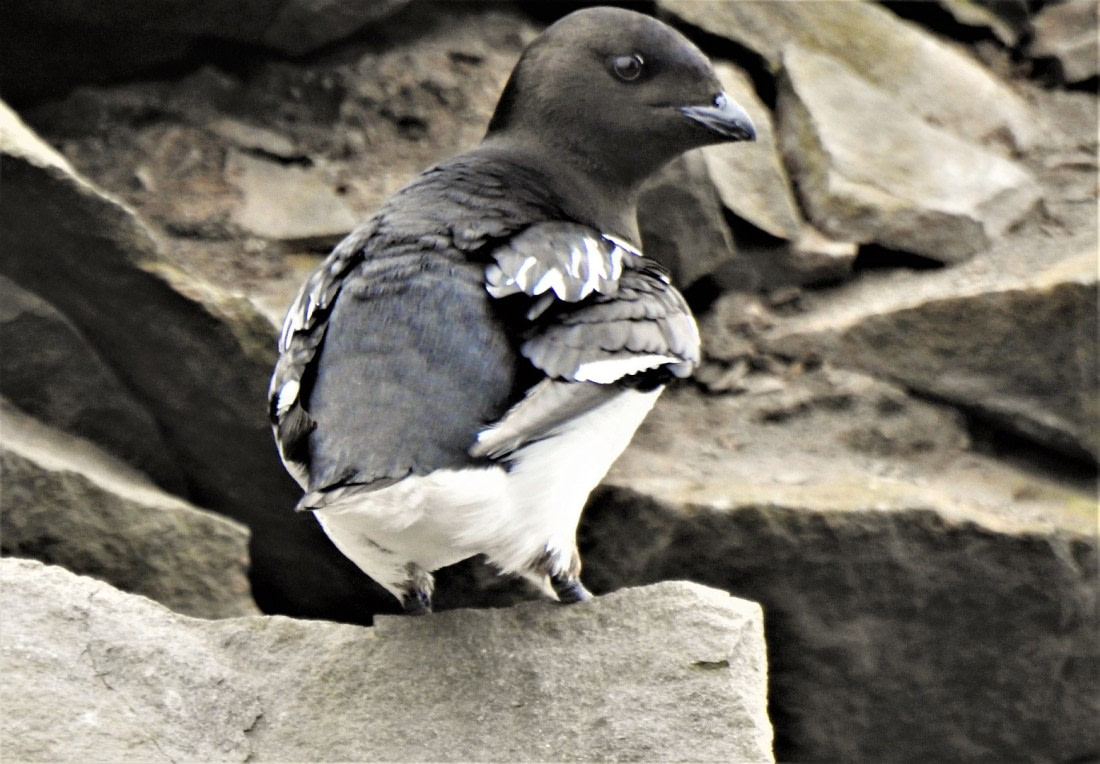 Little Auk "Brilletarnet" Jan Mayen !