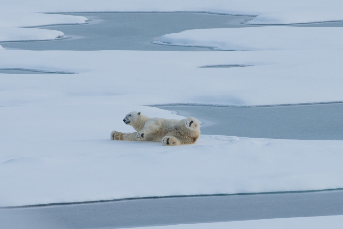 Roll over on the pack ice