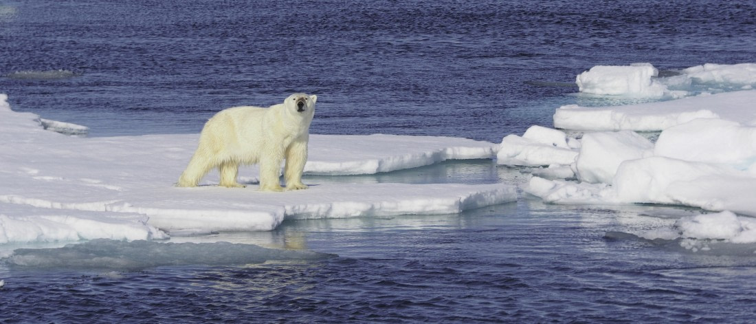 Polar Bear look for?