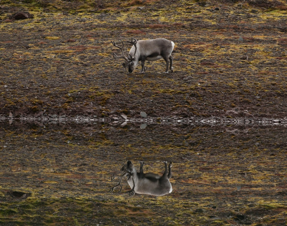 reindeer reflection