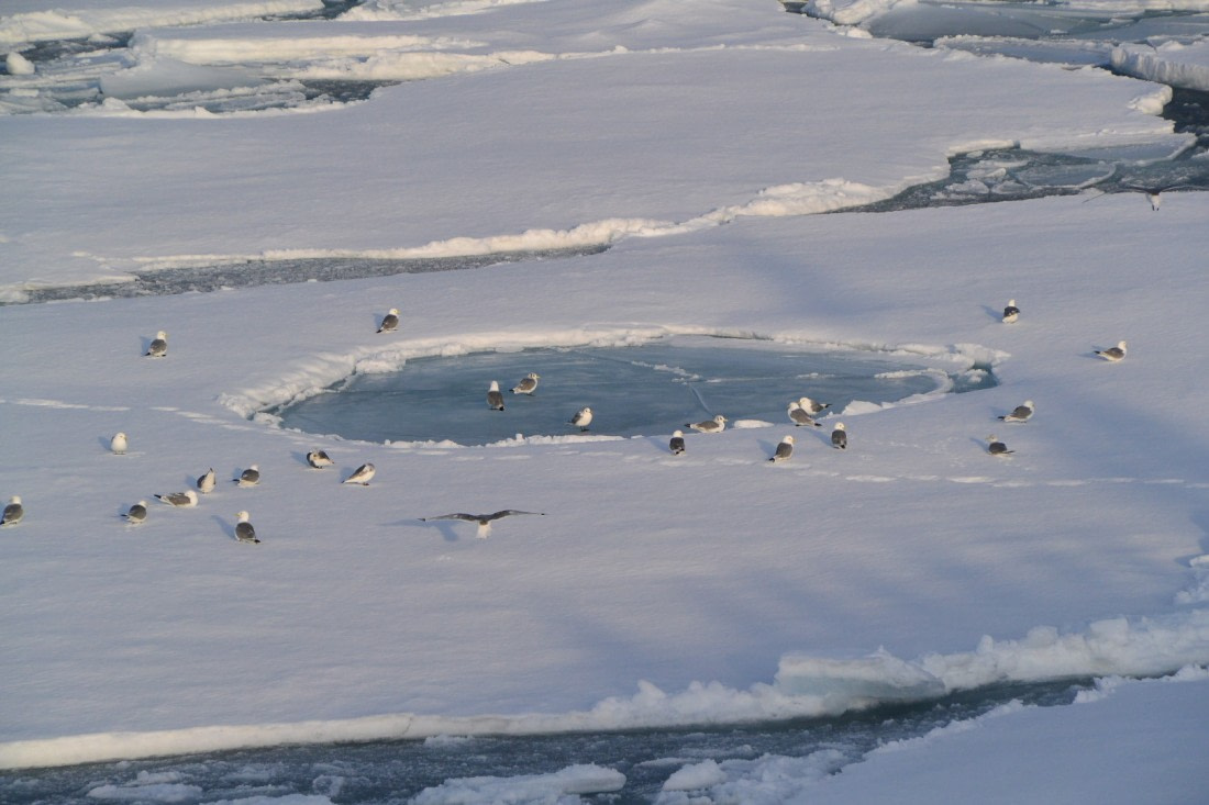 Ruhepause im Packeis