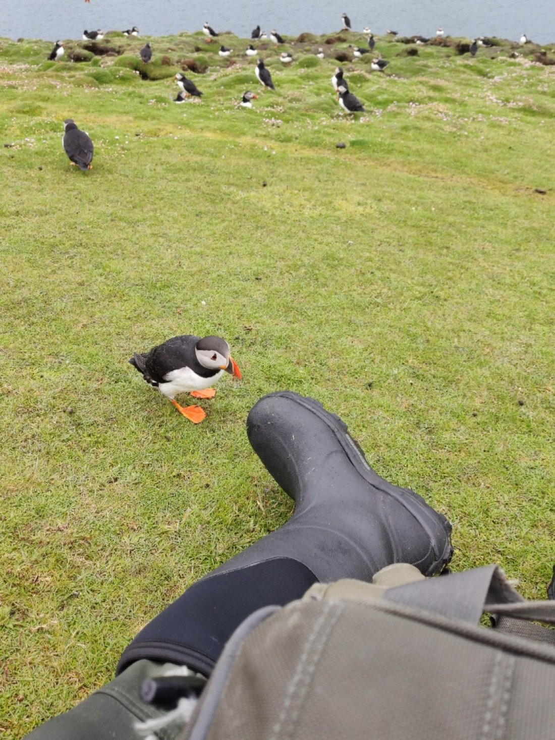 Being greeted by a puffin - Fair isle