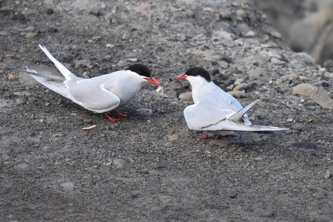 Seeschwalben (Arctic tern)