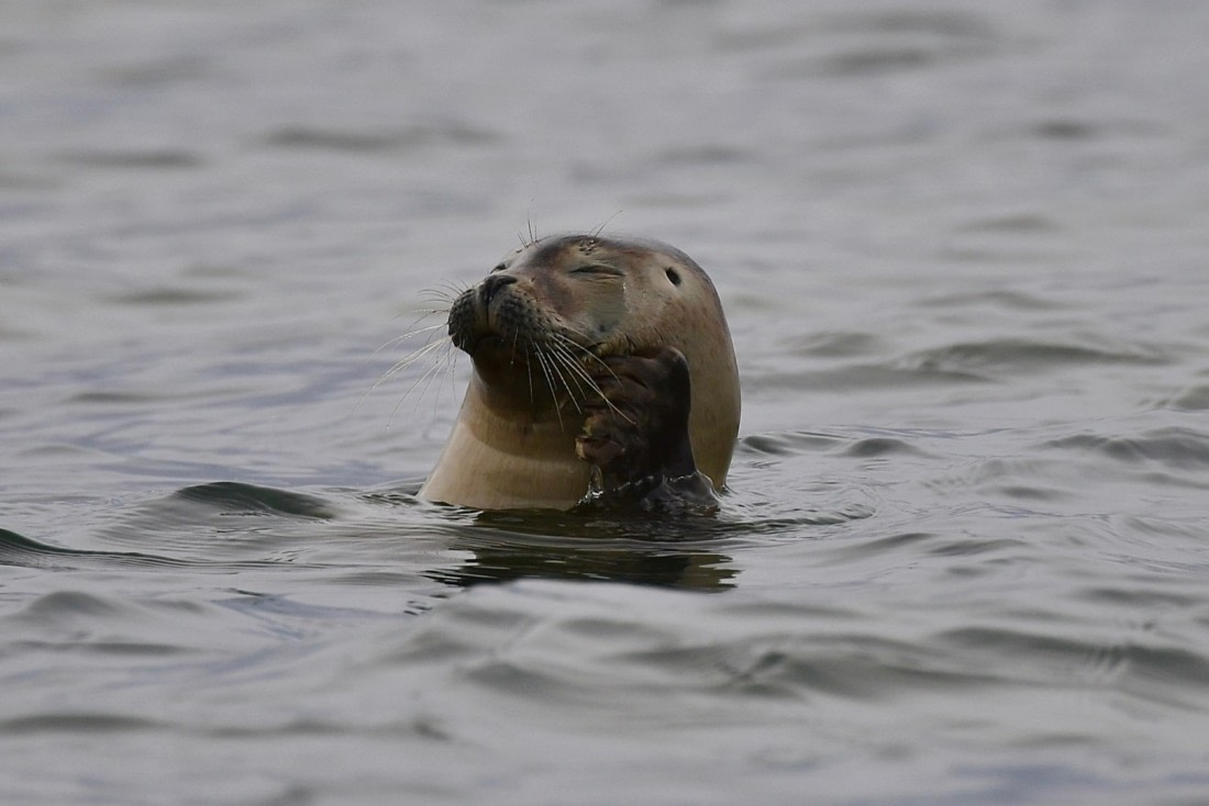 Just got this itch, right here!