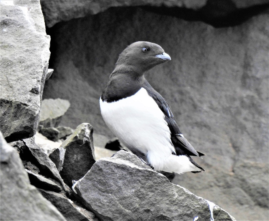 Little Auk "Brilletarnet" Jan Mayen !