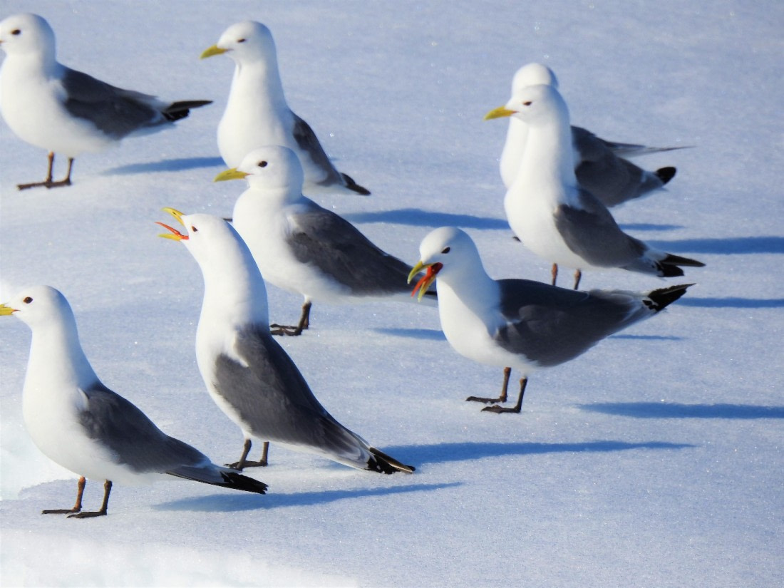 Kittiwakes show at the tongue !
