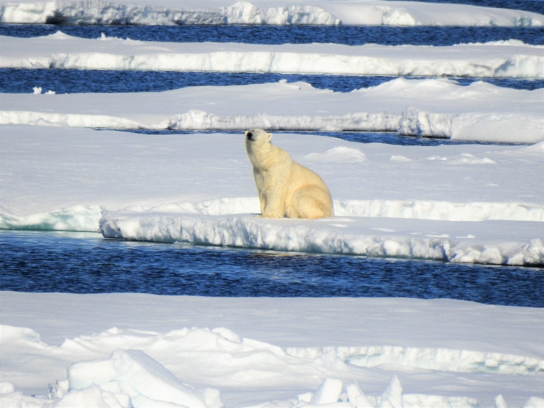 The king of the arctic(Pack ice Greenland sea)