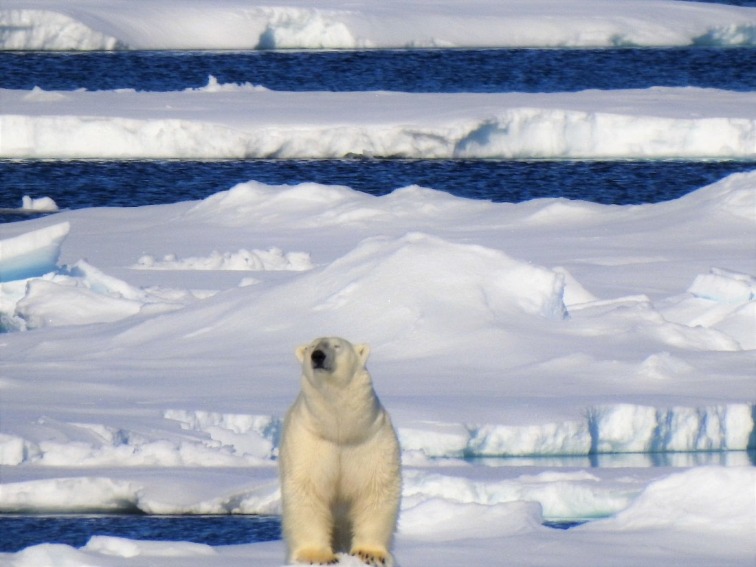 The king of the arctic(Pack ice Greenland sea)