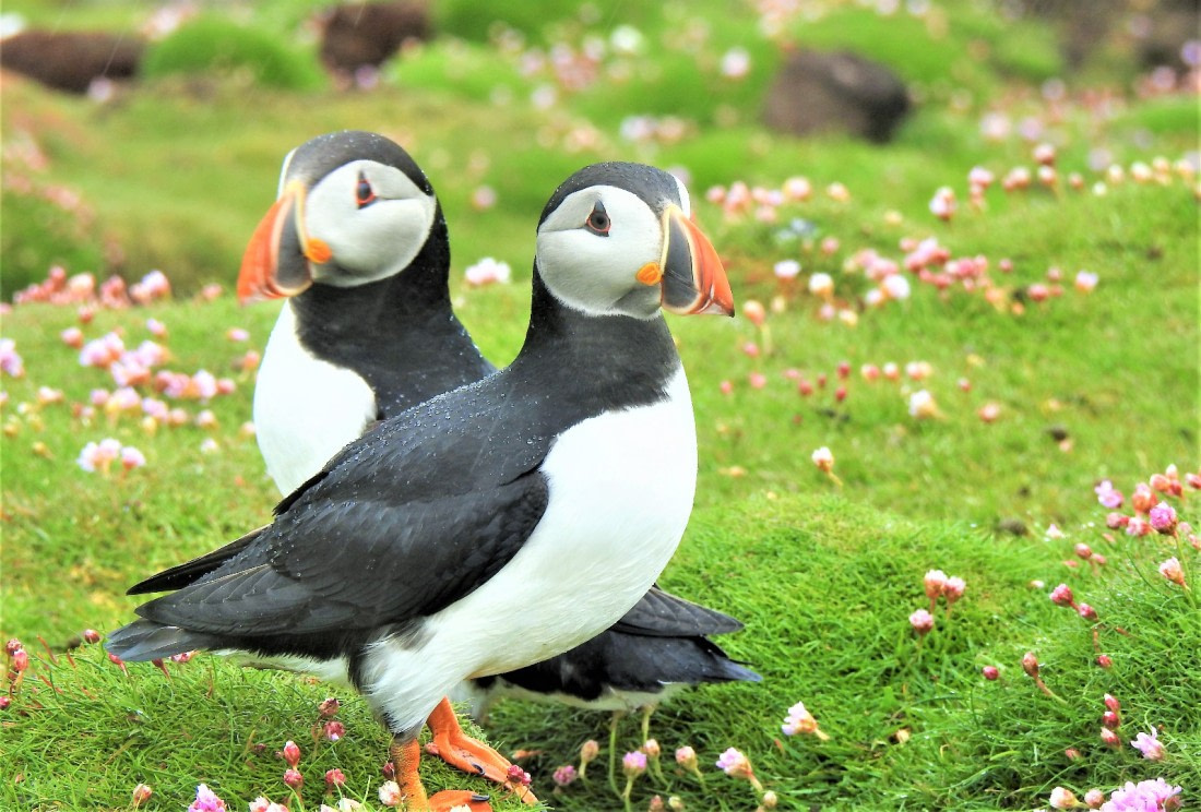 Soo pretty (Fair Isle)