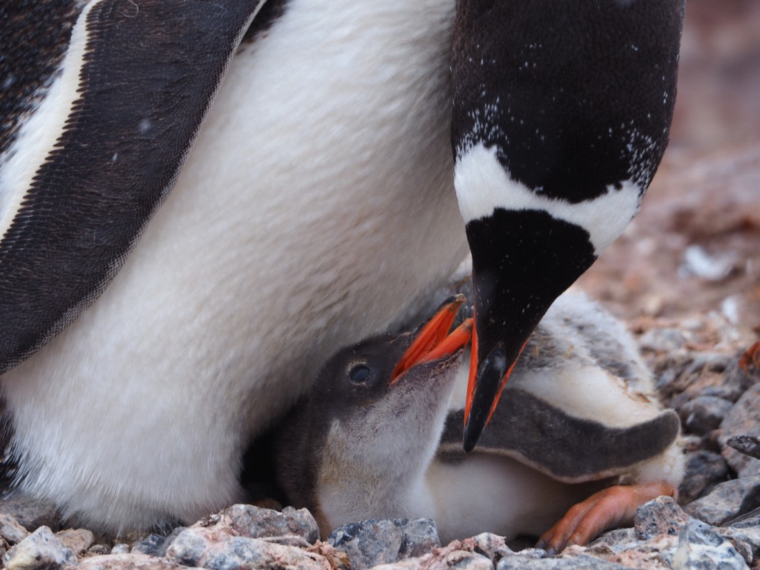 Mommy, I am still hungry