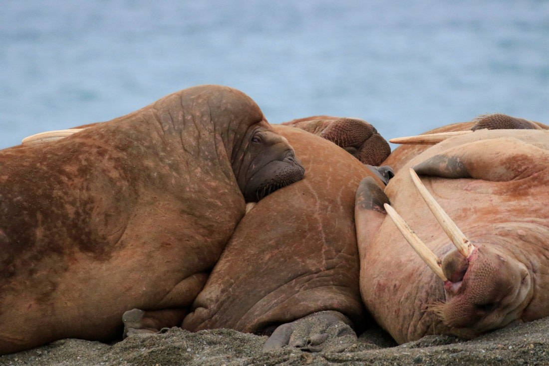 Lazy days in Poolepynten