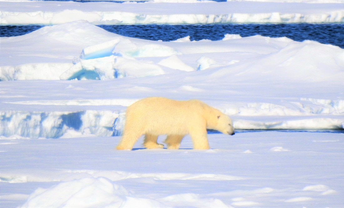 The king of the arctic(Pack ice Greenland sea)