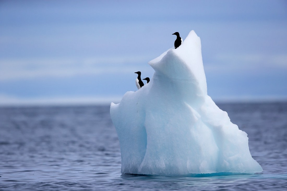 Birds atop Iceberg